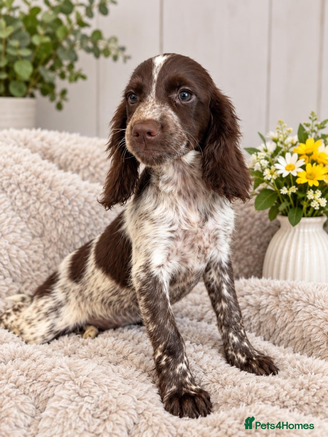 Cocker Spaniel dogs Cocker Spaniel Last Girl Fully Vaccinated  - Advert 10