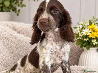 Cocker Spaniel dogs Cocker Spaniel Last Girl Fully Vaccinated - Advert 10