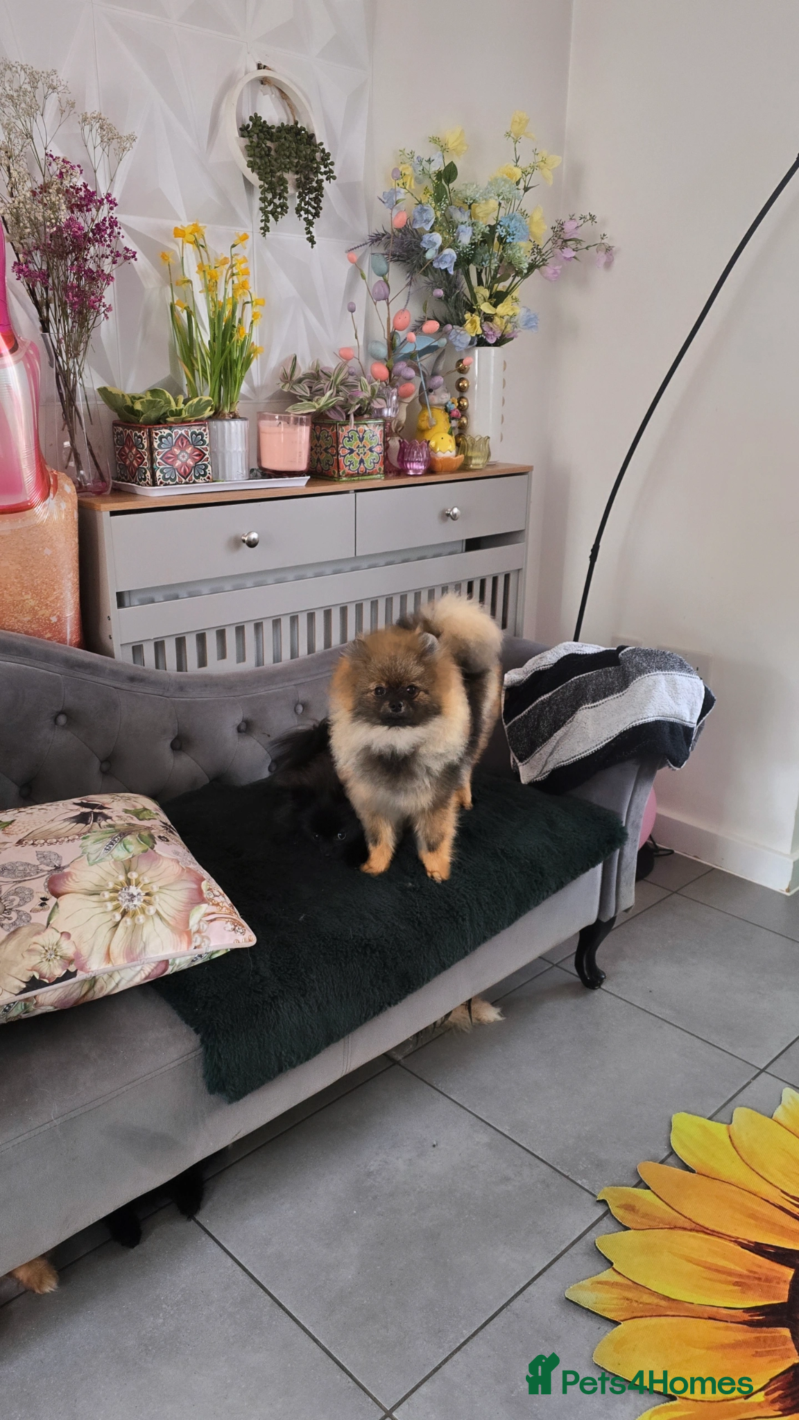 Pomeranian dogs RARE colour tiny boy🩶🔝Quality! 40+🏆⬇️ the lines - Advert 17