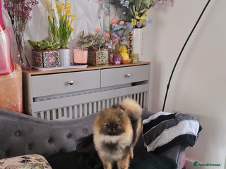 Pomeranian dogs RARE colour tiny boy🩶🔝Quality! 40+🏆⬇️ the lines - Advert 17