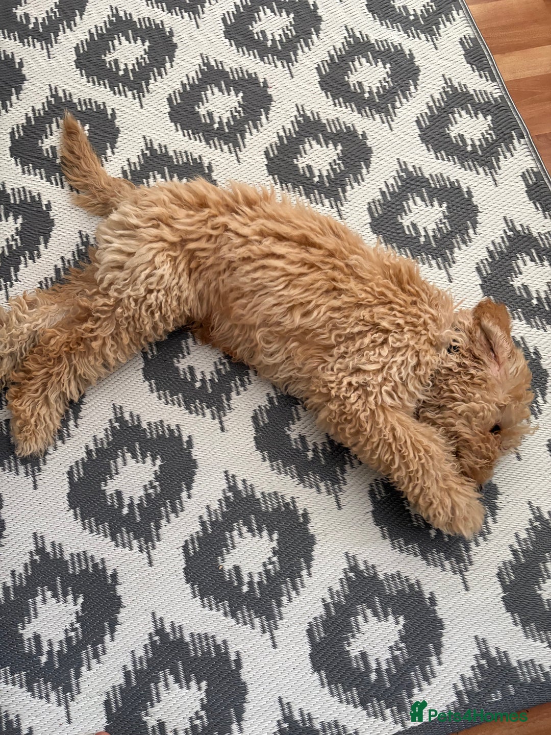 Mixed Breed dogs for sale: Cavapoo - Image 9
