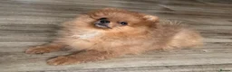 Pomeranian dogs for sale: KC reg Ready to go Luxury Pomeranian  - Advert 2