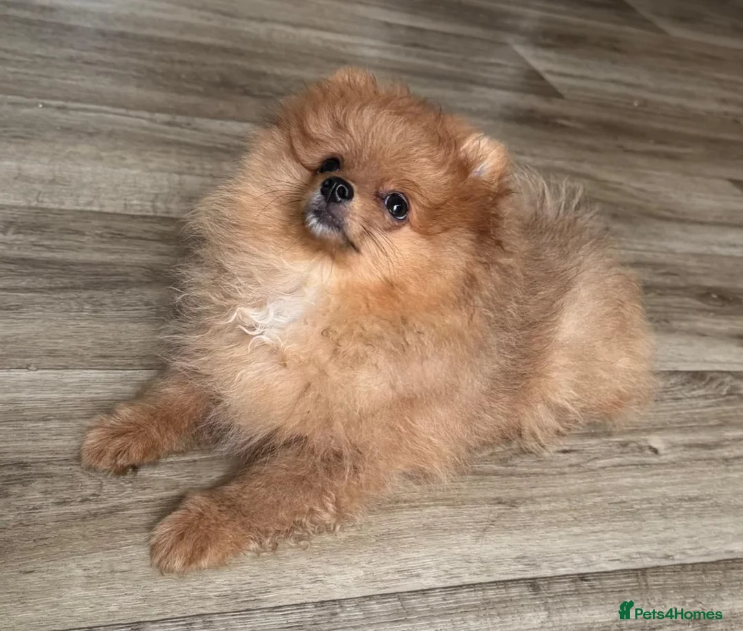 Pomeranian dogs for sale: KC reg Ready to go Luxury Pomeranian  - Advert 2