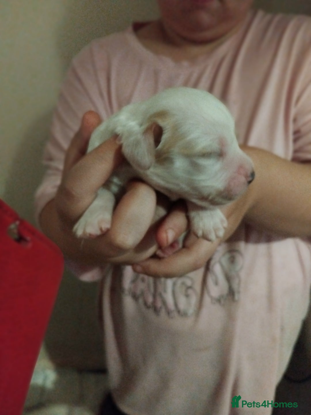 Cocker Spaniel dogs for sale: Cocker spaniel puppies  - Image 3