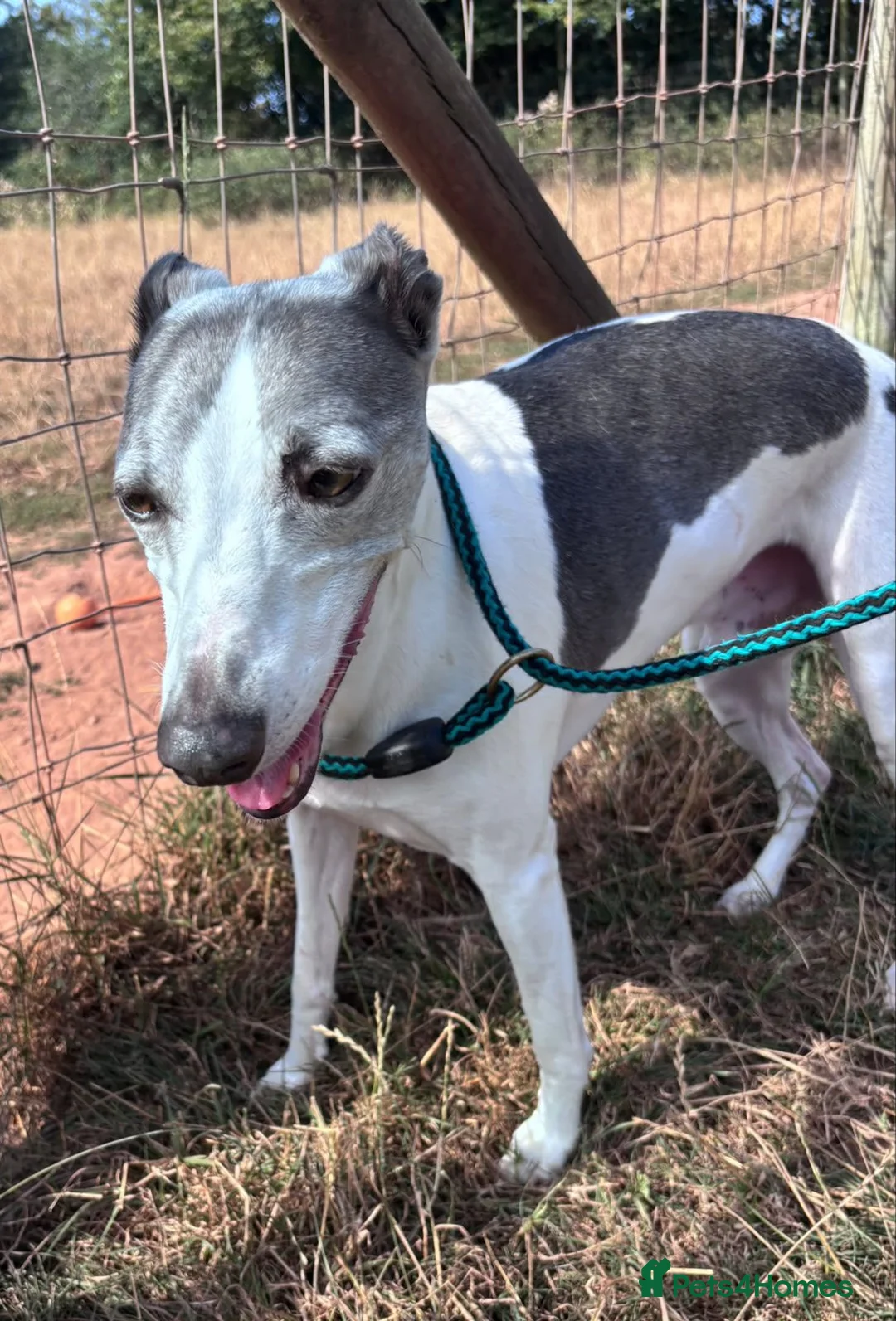 Whippet dogs for adoption: Sky - 18 kg Whippet for Adoption - Advert 3