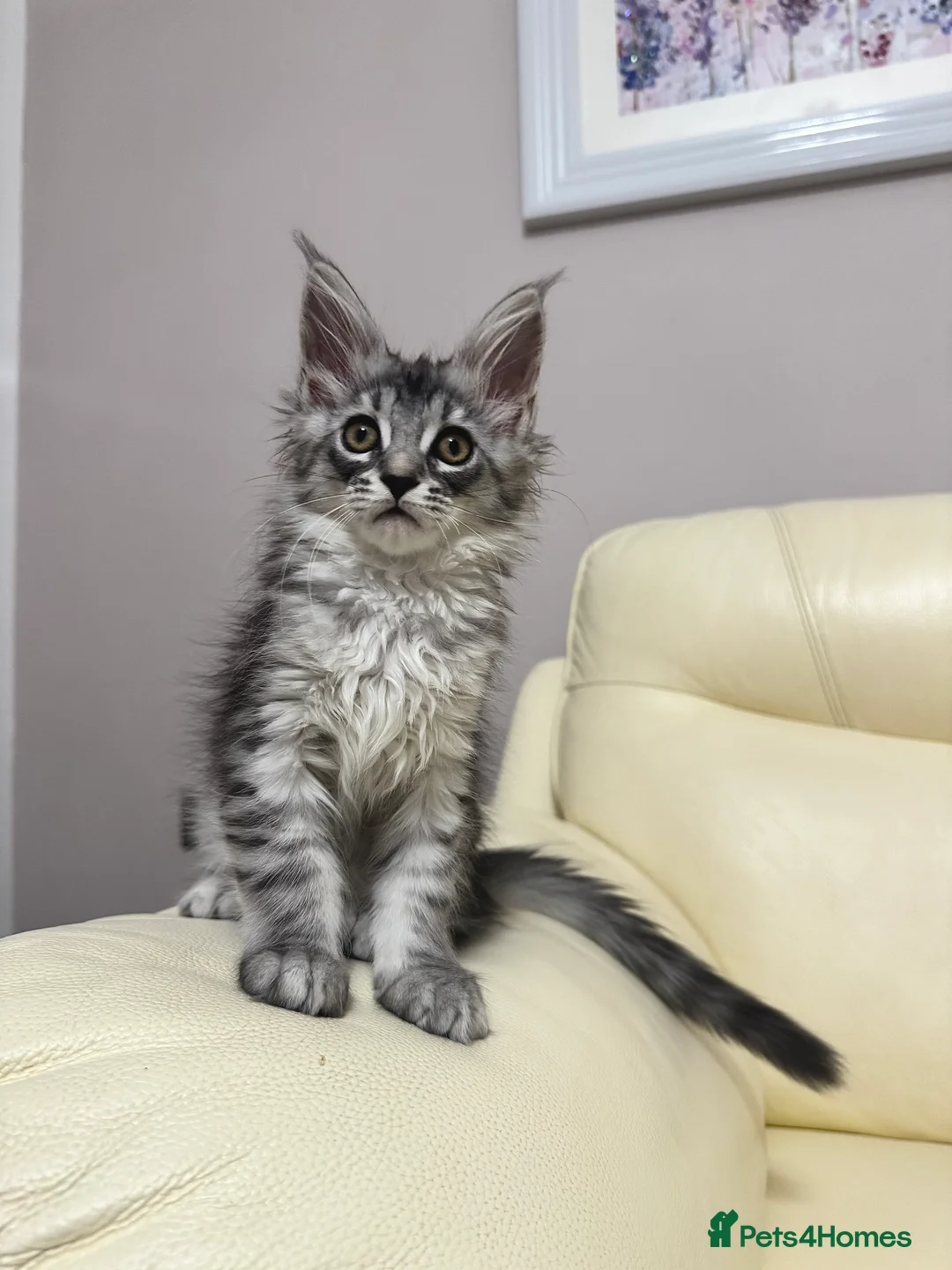 Maine Coon cats for sale: MaineCoonKitten🏆20+gen🧬Outstadning Full Pedigree - Advert 38