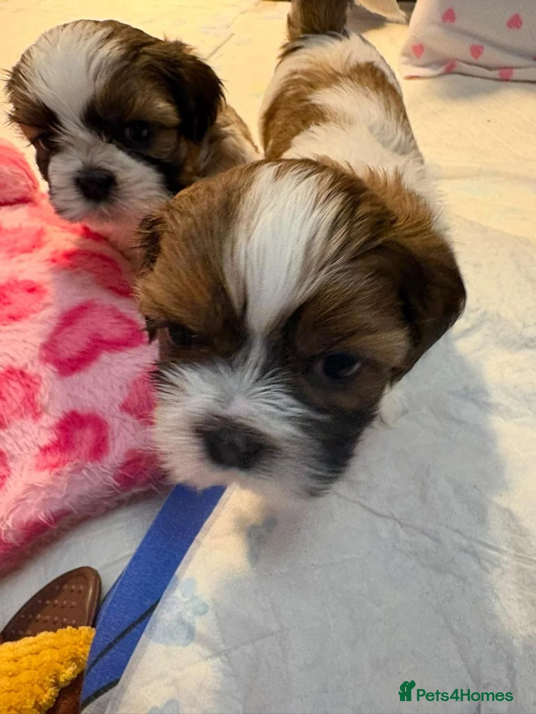 Shih Tzu dogs for sale: Shih  Tzu Puppies in Sutton - Advert 1