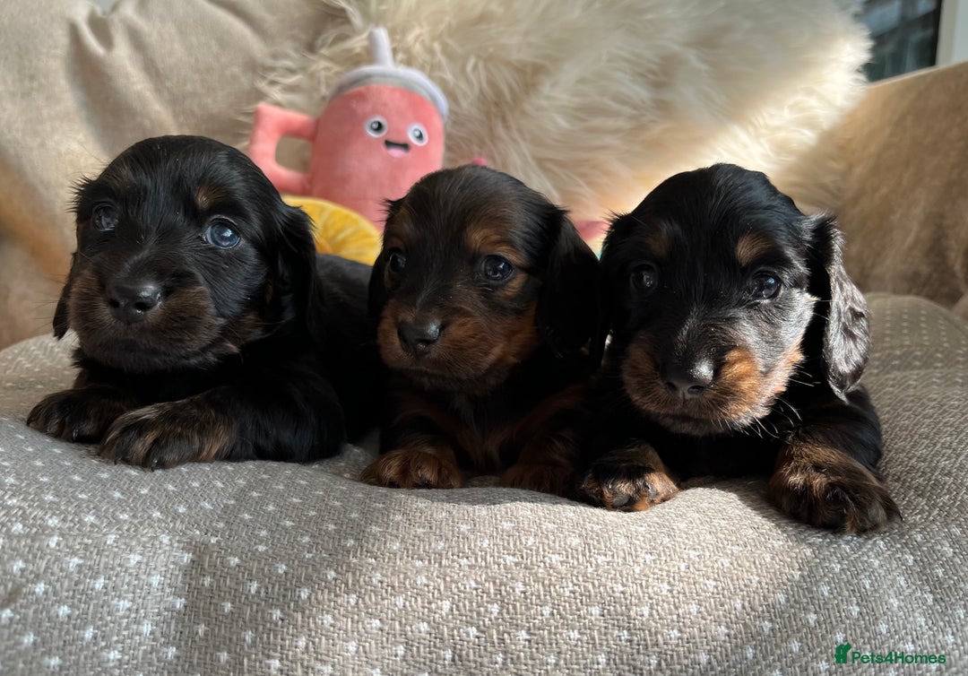 Miniature Dachshund dogs for sale: Top Show Quality KC Miniature Dachshund Puppies - Image 4