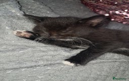 Mixed Breed cats for sale: Last female ready Wednesday - Image 17