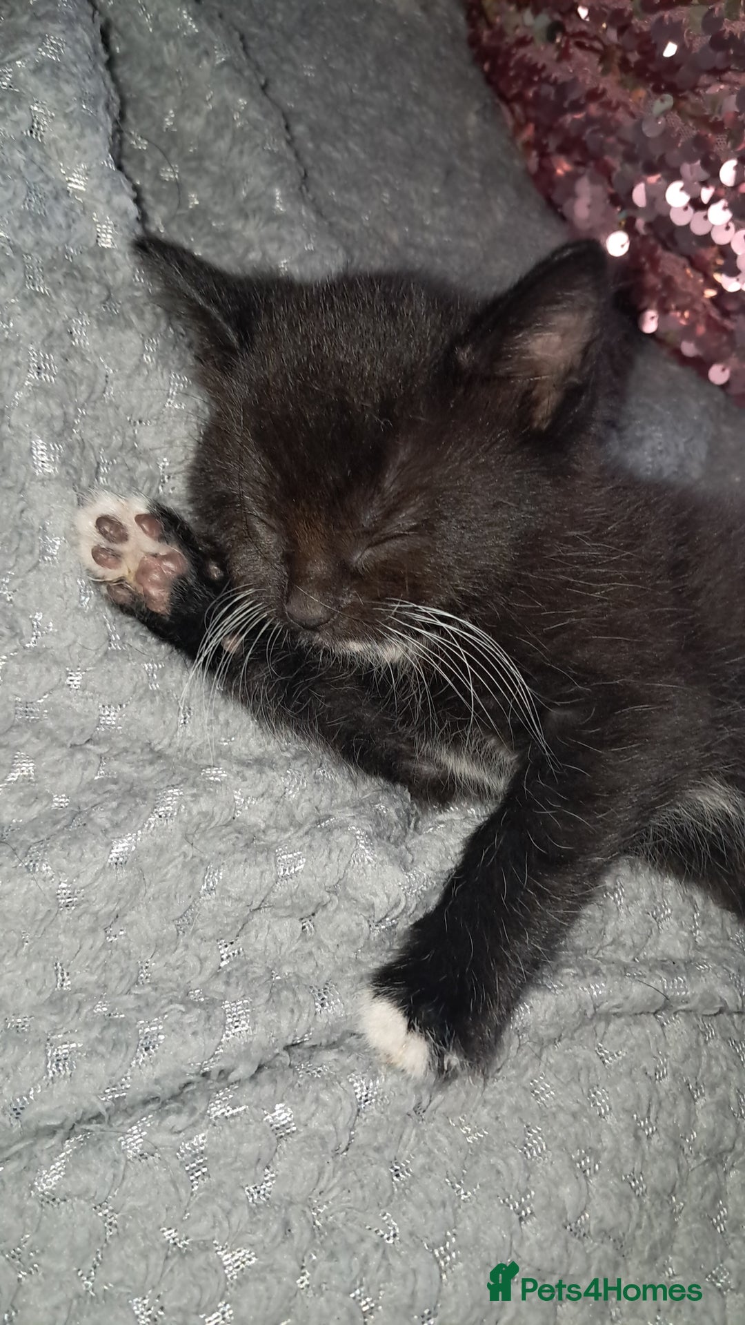Mixed Breed cats for sale: Last female ready Wednesday - Image 17