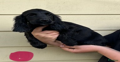Cocker Spaniel dogs - Advert 2
