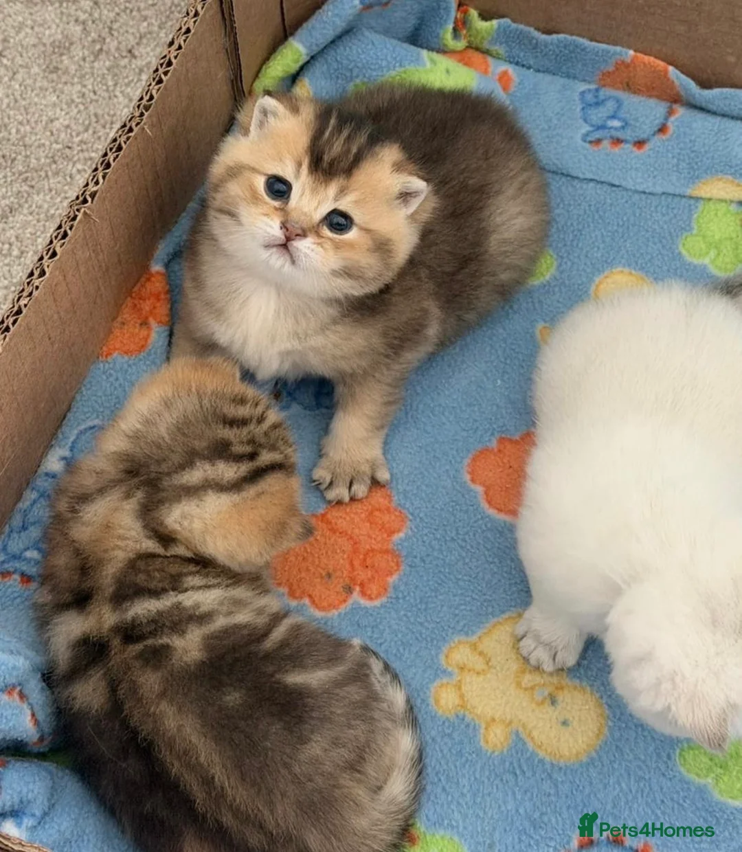 British Shorthair cats for sale: Beautiful British Shorthair Golden Shaded kittens in Derby - Advert 9
