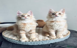 Maine Coon cats for sale: Pedigree maine coon kittens ready now - Image 1
