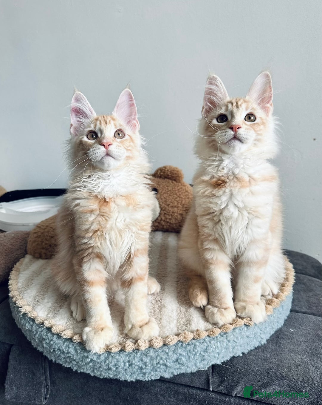 Maine Coon cats for sale: Pedigree maine coon kittens ready now - Image 1