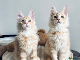 Maine Coon cats - Advert 1