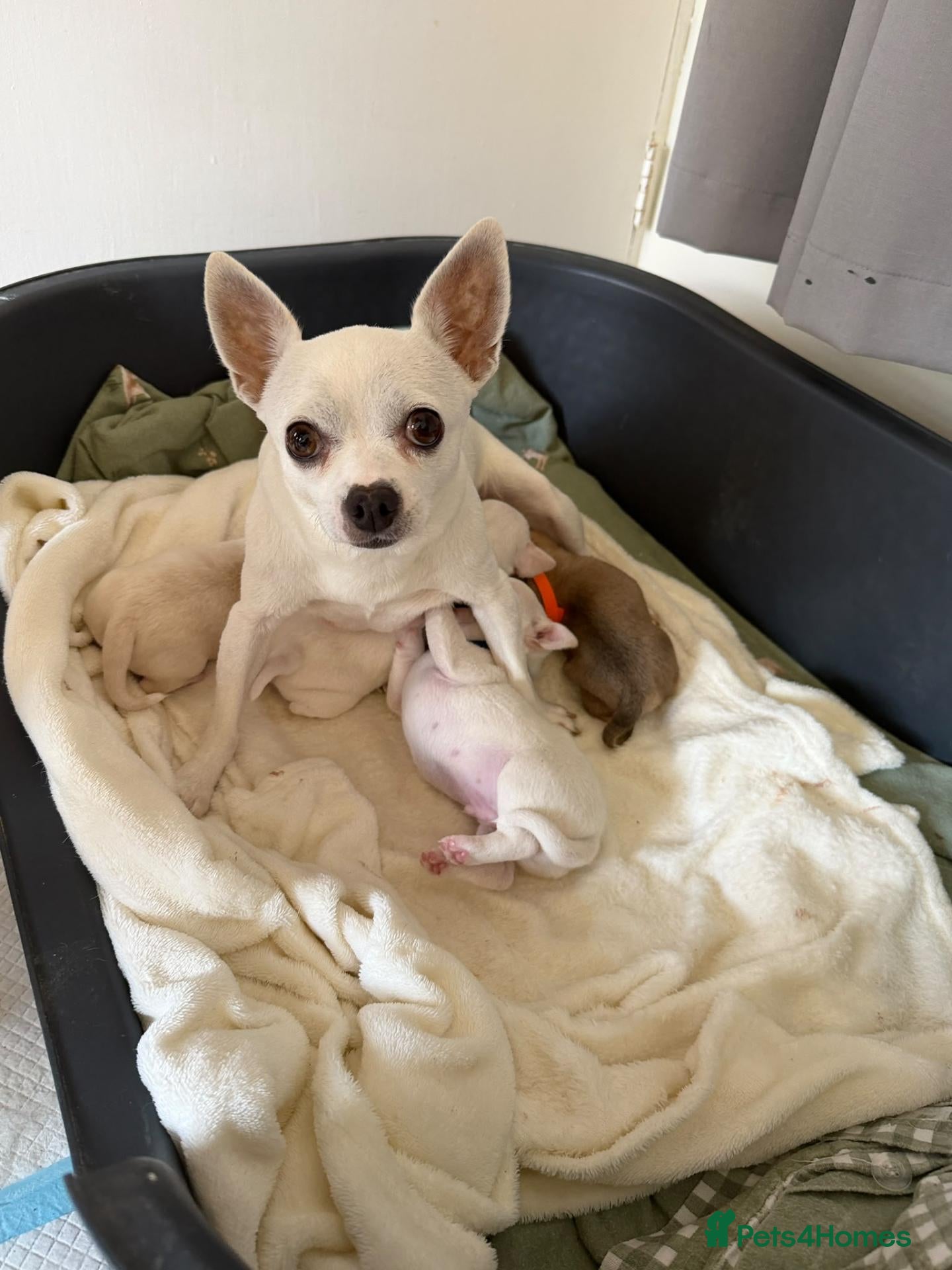 Chihuahua dogs Beautiful Chihuahua Pups - Advert 1