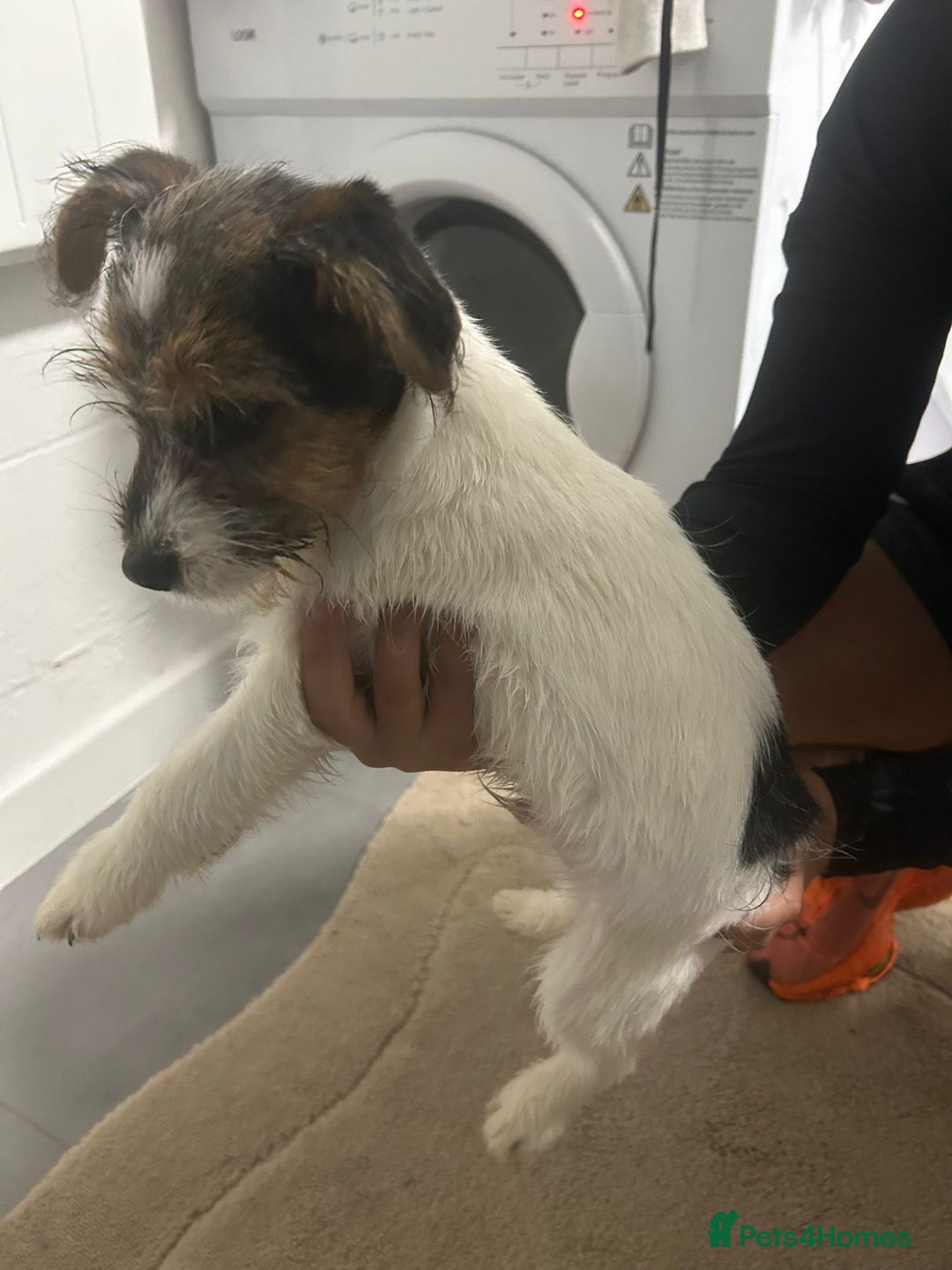 Jack Russell dogs for sale: Jack russle girl for sale  - Image 2