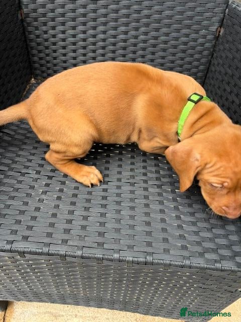 Hungarian Vizsla dogs 1 boy  Vizsla KC puppy left 6 and bit weeks old.  - Advert 2