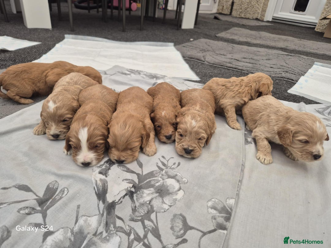 Miniature Poodle dogs for stud: Red Miniature Poodle Stud package Available  in Southampton - Advert 38