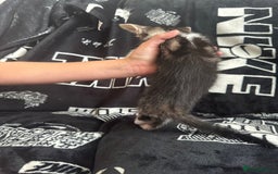 Mixed Breed cats for sale: Tabby/calico  - Image 22