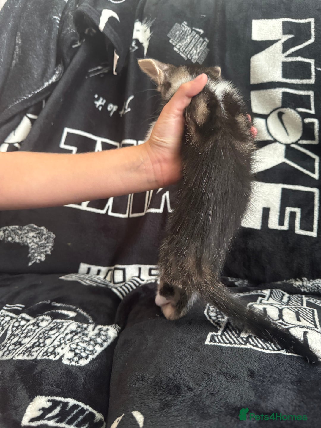 Mixed Breed cats for sale: Tabby/calico  - Image 22