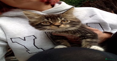 Mixed Breed cats - Advert 2