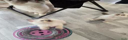 Ragdoll cats for sale: 1 boy and 2 Ragdoll girls are available  - Advert 8