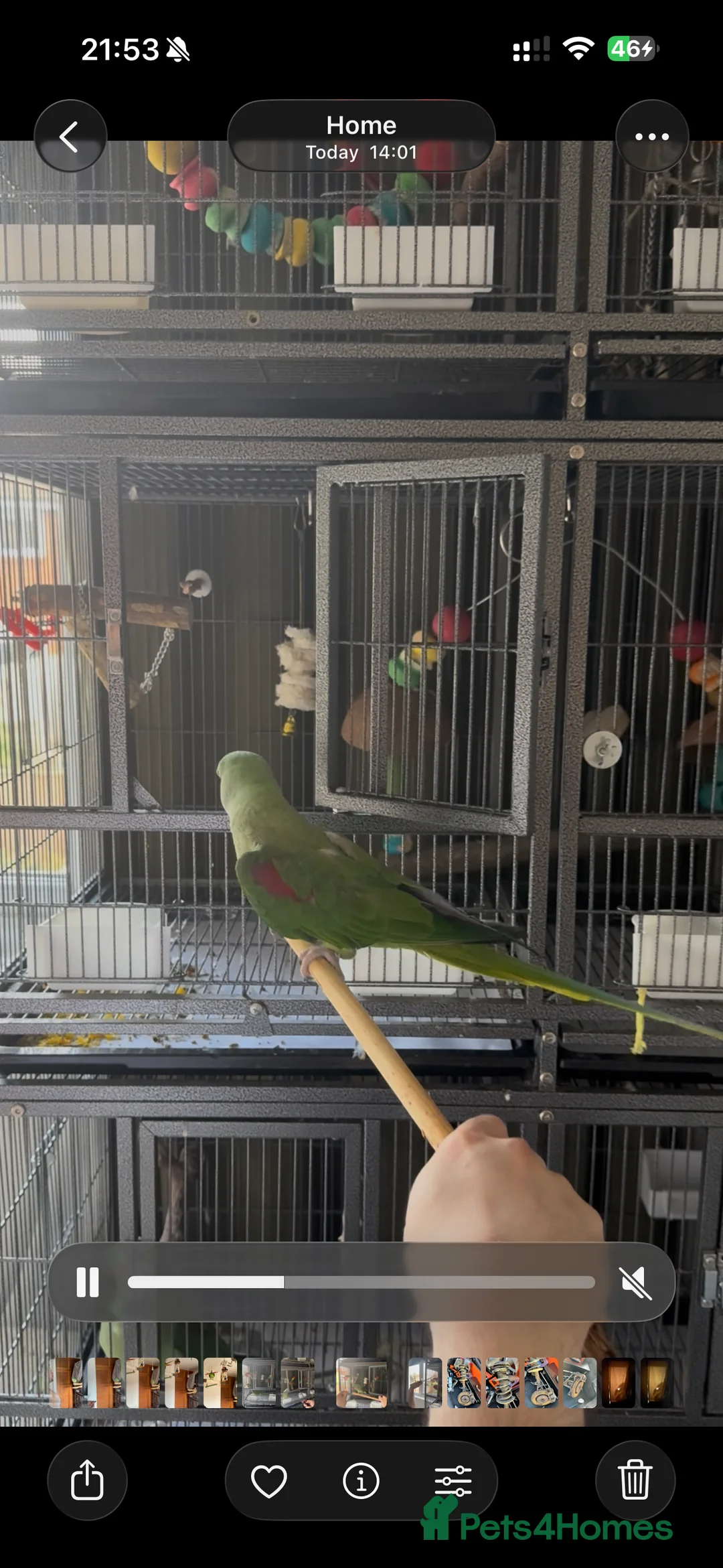 Parakeets birds for sale: Female Alexandrine Parrot/Parakeet Tamed&Trained  - Advert 2