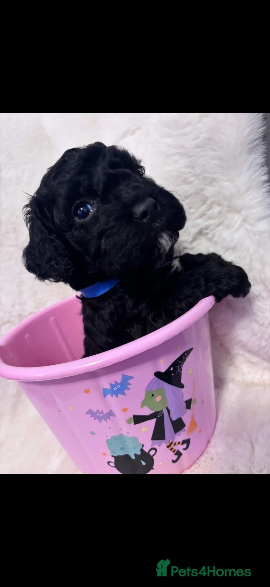 Cockapoo dogs for sale: Beautiful Toy cockapoo puppies  - Advert 1