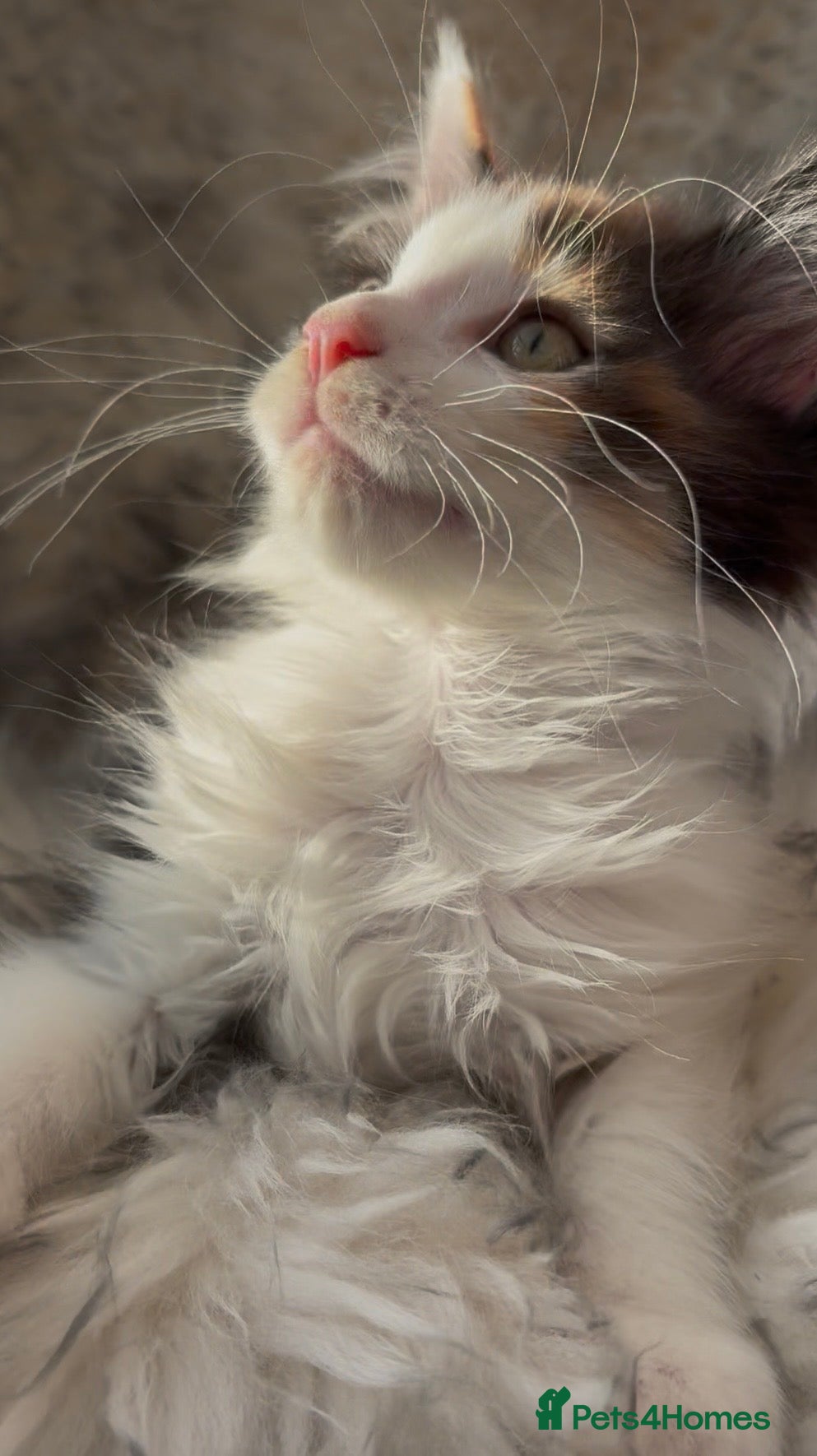 Maine Coon cats GCCF Maine Coon Kittens 🐾 Ready to Leave Now 🐾 - Advert 1