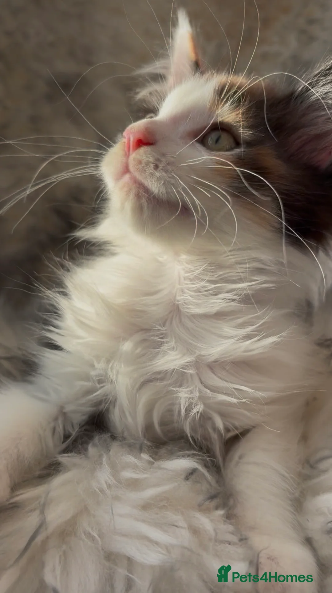 Maine Coon cats for sale: GCCF Maine Coon Kittens 🐾 Ready to Leave Now 🐾 - Advert 1