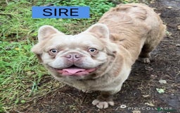 French Bulldog dogs for sale: Visual Fluffy French Bulldogs x 4 Male - Advert 3