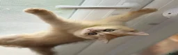 British Shorthair cats for sale: 💛Premium golden chinchilla bsh kittens 💛 - Advert 37
