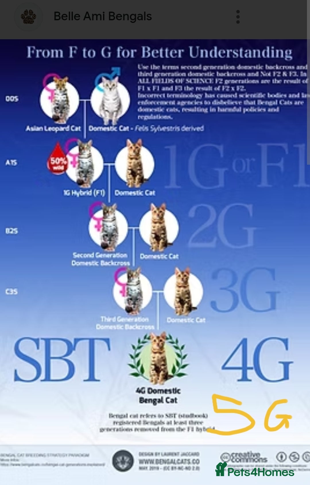 Bengal cats for sale: Bengal Adolescent & Young Adult Entire Males - Image 12