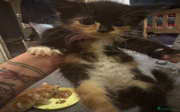 Mixed Breed cats for sale: Kittens for sale  - Image 7