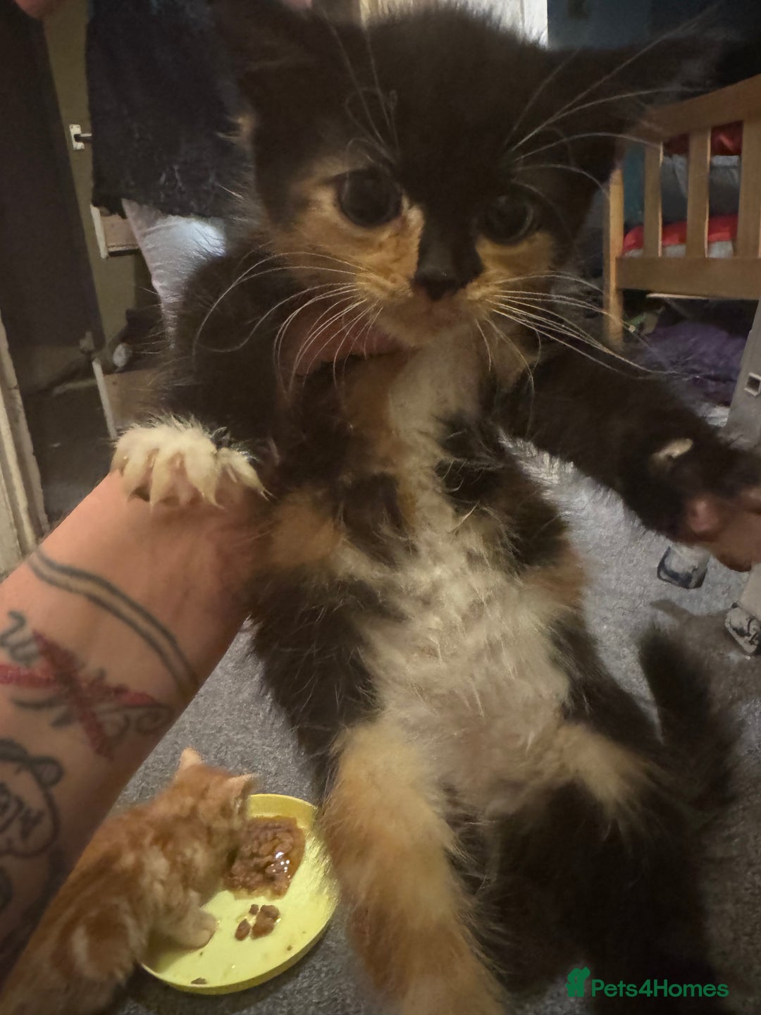 Mixed Breed cats for sale: Kittens for sale  - Image 7