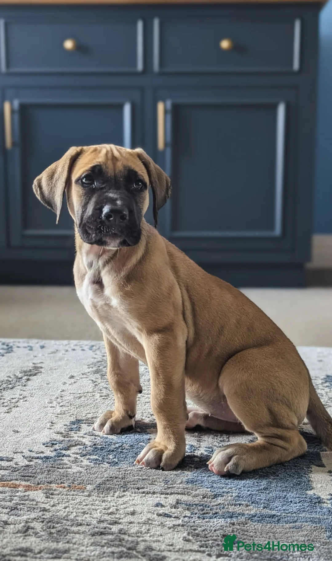 Boerboel dogs for sale: Pup for rehoming - Advert 8