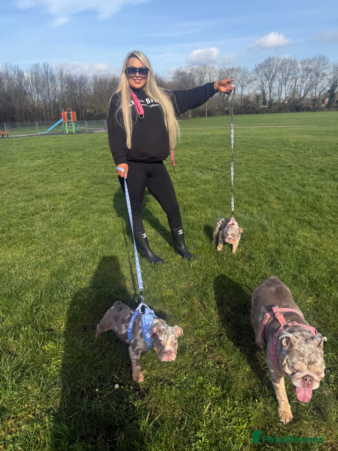 English Bulldog dogs for sale: ✨ KC Registered English Bulldog Girl – Remi Roo ✨ - Advert 11