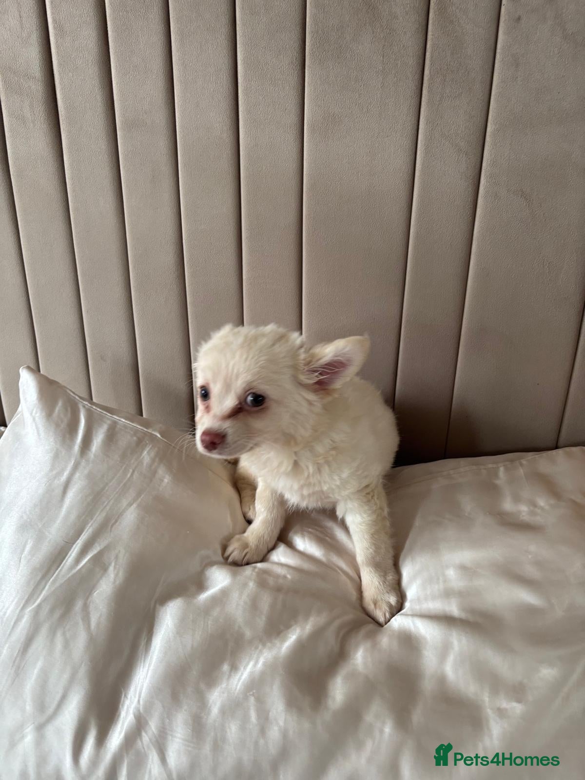 Chihuahua dogs for sale: Full Pedigree Chihuahua Puppy in Southampton - Advert 8