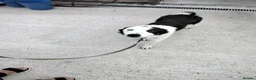 Border Collie dogs for sale: Border collie  - Advert 4