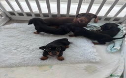 Miniature Dachshund dogs for sale: 3 male miniature dachshunds Black and Tan  - Image 7