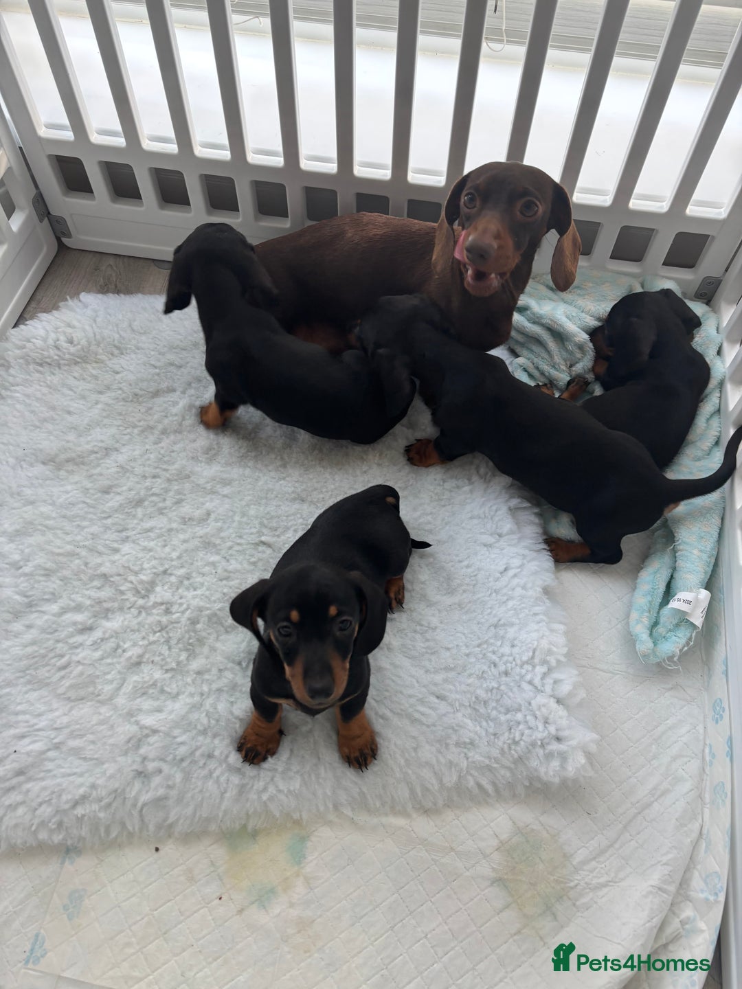 Miniature Dachshund dogs for sale: 3 male miniature dachshunds Black and Tan  - Image 7