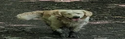 Golden Retriever dogs for sale: KC registered cream golden retriever  - Advert 29