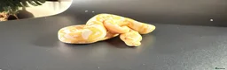 Python Snake reptiles for sale: 1.0 Leo Candy 66% het Pied - Advert 5