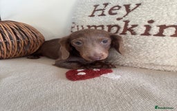Miniature Dachshund dogs for sale: Miniature dachshund puppies  - Image 7