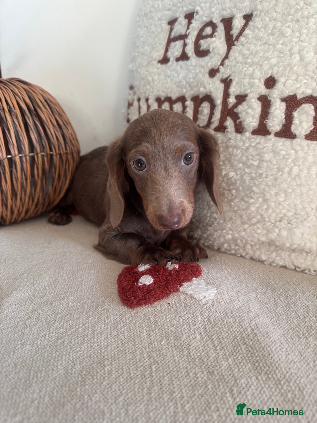 Miniature Dachshund dogs for sale: Miniature dachshund puppies  - Image 7