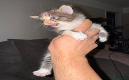 British Shorthair cats for sale: 3 x adorable kittens  - Image 16