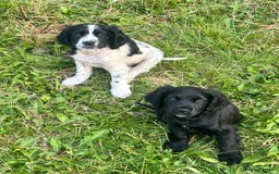 Cocker Spaniel dogs for sale: 2 boy cocker spaniel puppys looking for a new home - Image 7