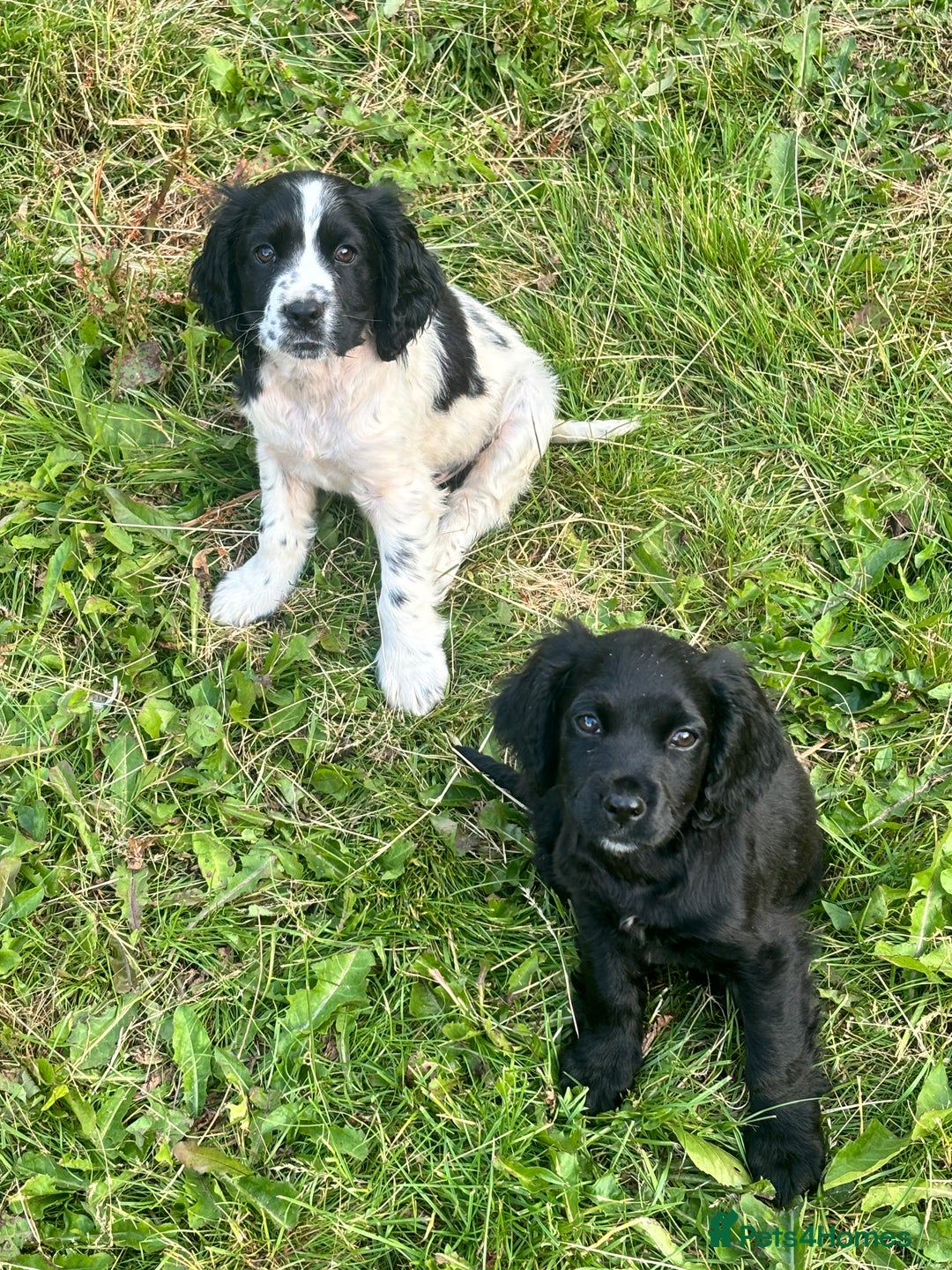 Cocker Spaniel dogs for sale: 2 boy cocker spaniel puppys looking for a new home - Image 7