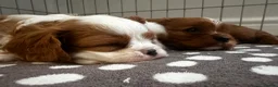 Cavalier King Charles Spaniel dogs for sale: cavalier King Charles spaniels - Advert 4